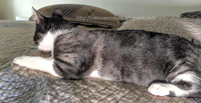 Gato ra a srd idade 2 a 6 meses nome Nevada