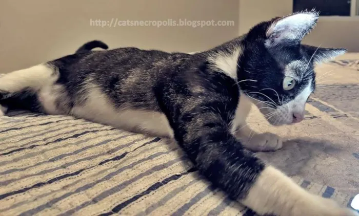 Gato ra a srd idade 2 a 6 meses nome Nevada