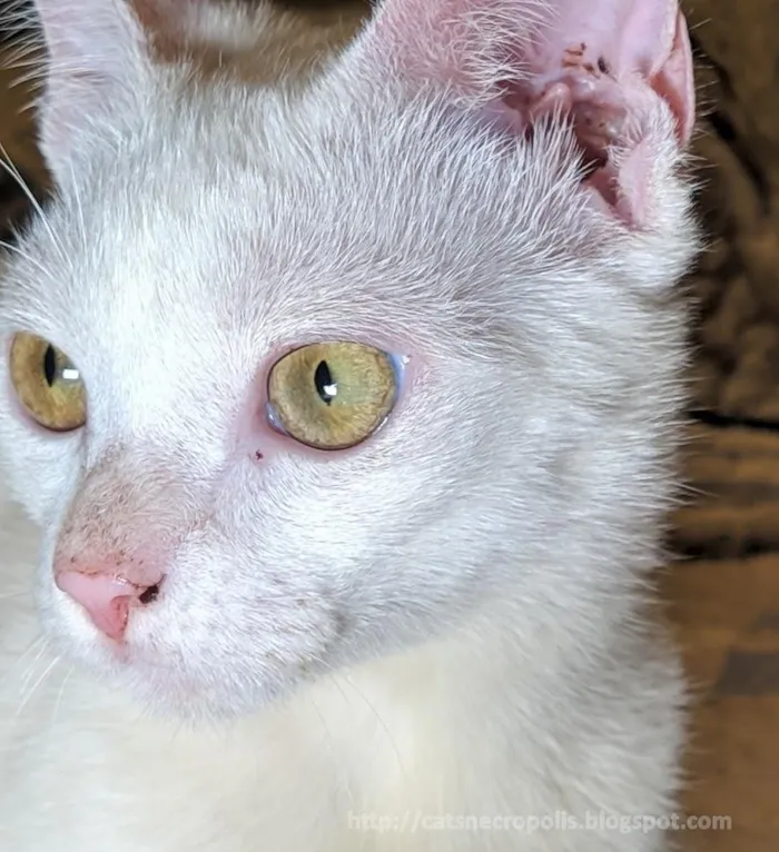 Gato ra a srd idade 2 a 6 meses nome Azedinha