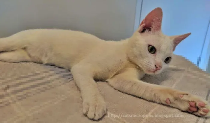 Gato ra a srd idade 2 a 6 meses nome Azedinha