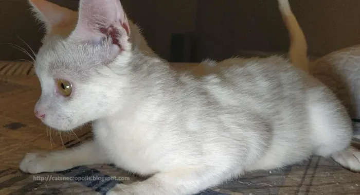 Gato ra a srd idade 2 a 6 meses nome Azedinha