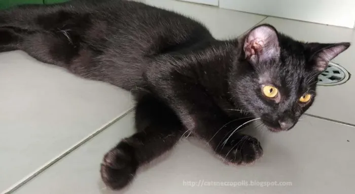 Gato ra a srd idade 2 a 6 meses nome Bis