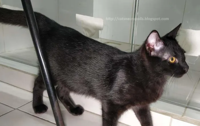 Gato ra a srd idade 2 a 6 meses nome Bis