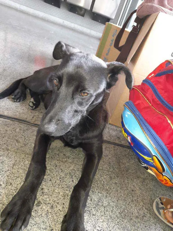 Cachorro ra a  idade 1 ano nome Sem nome 