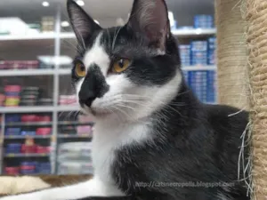 Gato raça srd idade 2 a 6 meses nome Narizinho