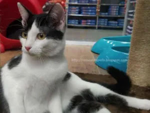 Gato raça srd idade 2 a 6 meses nome Marshmallow