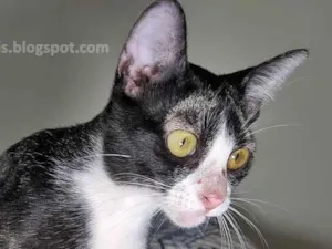 Gato raça srd idade 2 a 6 meses nome Nevada