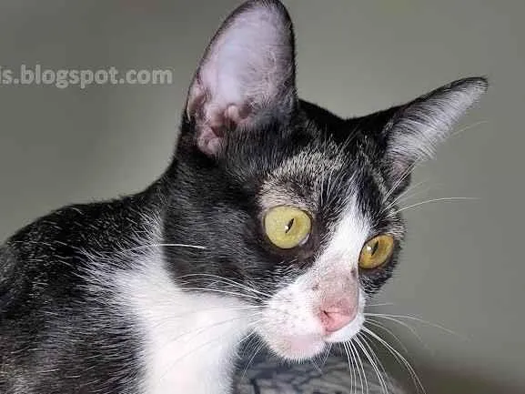 Gato ra a srd idade 2 a 6 meses nome Nevada