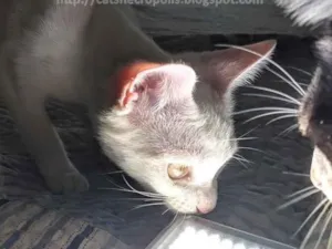 Gato raça srd idade 2 a 6 meses nome Azedinha