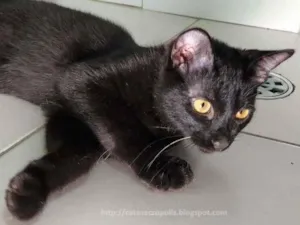 Gato raça srd idade 2 a 6 meses nome Bis