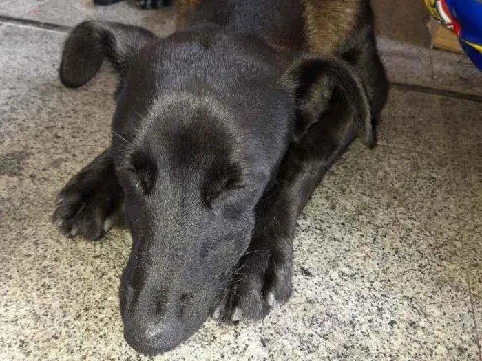 Cachorro ra a  idade 1 ano nome Sem nome 