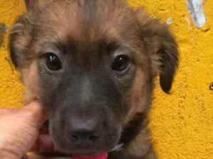 Cachorro raça  idade 2 a 6 meses nome Ursinho 