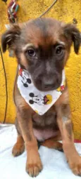 Cachorro raça  idade 2 a 6 meses nome Ursinho 
