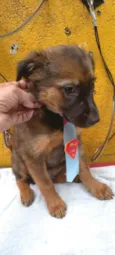 Cachorro raça  idade 2 a 6 meses nome Ursinho 
