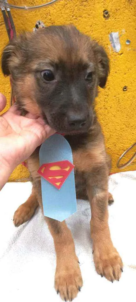 Cachorro raça  idade 2 a 6 meses nome Ursinho 