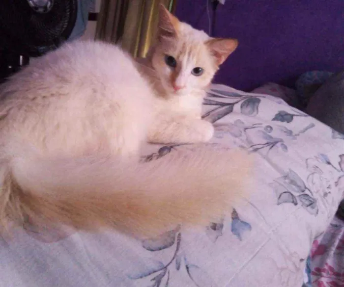 Gato ra a Sem raça  idade 1 ano nome Sem nome