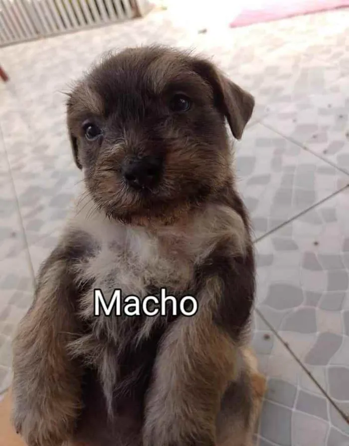 Cachorro ra a SRD idade Abaixo de 2 meses nome Filhotes 