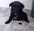 Filhotes