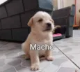 Filhotes