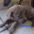Filhotes
