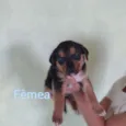 Filhotes