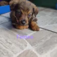 Filhotes