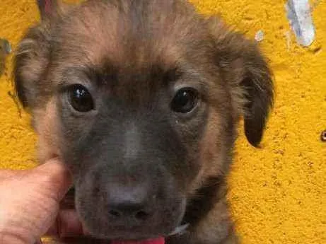 Cachorro raça  idade 2 a 6 meses nome Ursinho 