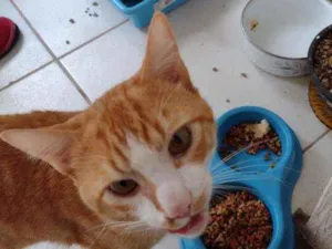 Gato raça Indefinida idade 1 ano nome Tom