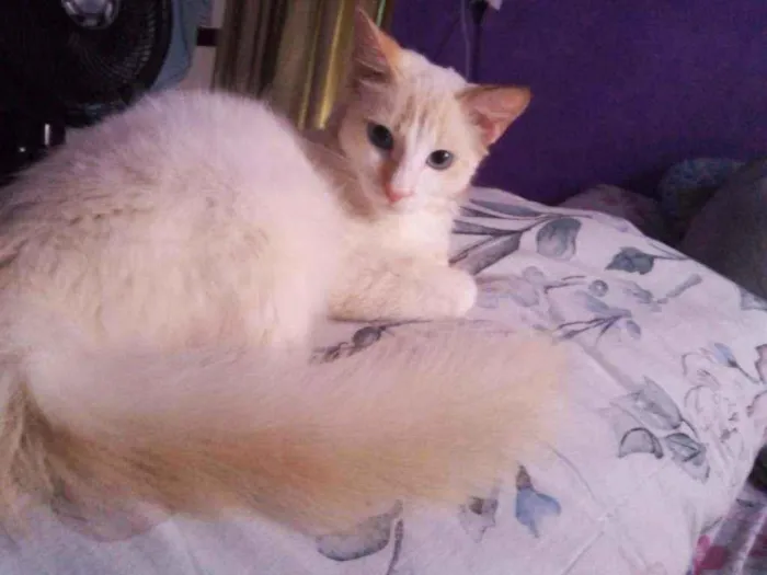 Gato ra a Sem raça  idade 1 ano nome Sem nome