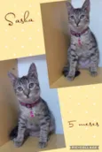 Gato raça Srd idade 2 a 6 meses nome Sasha