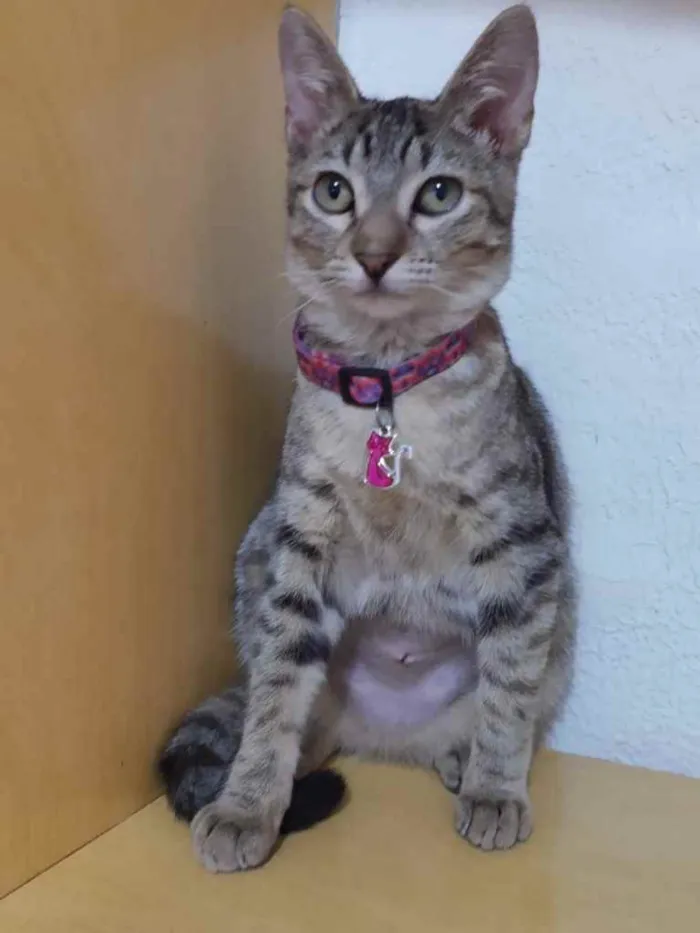 Gato raça Srd idade 2 a 6 meses nome Sasha