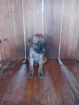 Bebês