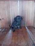Bebês