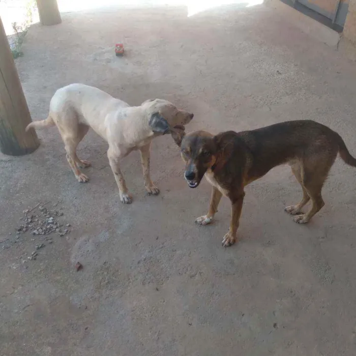 Cachorro raça Sem raça definida  idade 2 anos nome Marronzim