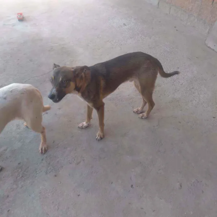 Cachorro raça Sem raça definida  idade 2 anos nome Marronzim