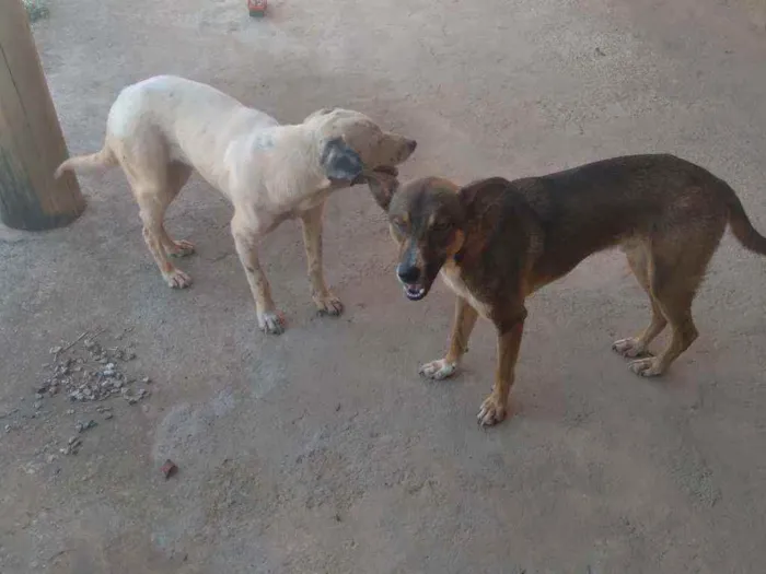 Cachorro raça Sem raça definida  idade 2 anos nome Marronzim