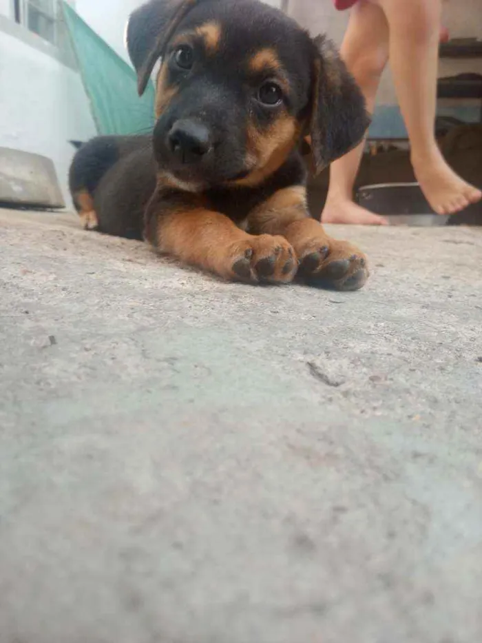 Cachorro ra a Salsicha idade 2 a 6 meses nome Esmeraldo