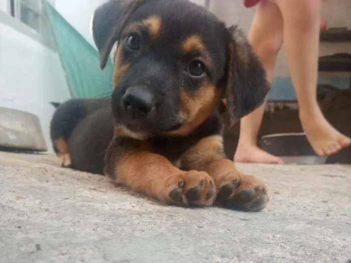 Cachorro ra a Salsicha idade 2 a 6 meses nome Esmeraldo