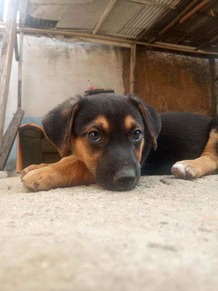 Cachorro ra a Salsicha idade 2 a 6 meses nome Esmeraldo