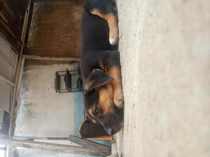 Cachorro ra a Salsicha idade 2 a 6 meses nome Esmeraldo