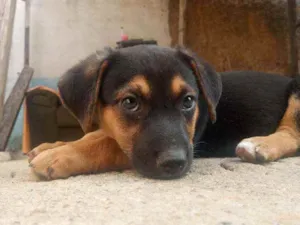 Cachorro raça Salsicha idade 2 a 6 meses nome Esmeraldo