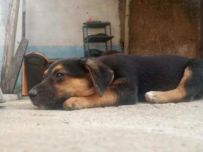 Cachorro ra a Salsicha idade 2 a 6 meses nome Esmeraldo