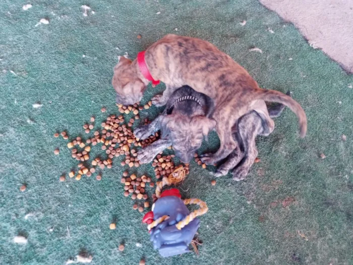 Cachorro ra a SDR idade Abaixo de 2 meses nome Bebês