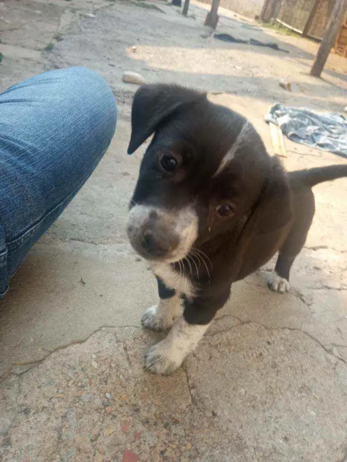 Cachorro ra a Salsisha idade 2 a 6 meses nome Branca