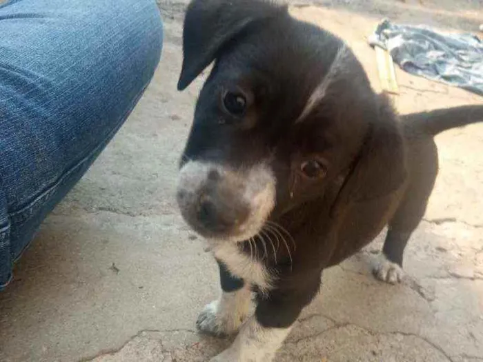 Cachorro ra a Salsisha idade 2 a 6 meses nome Branca