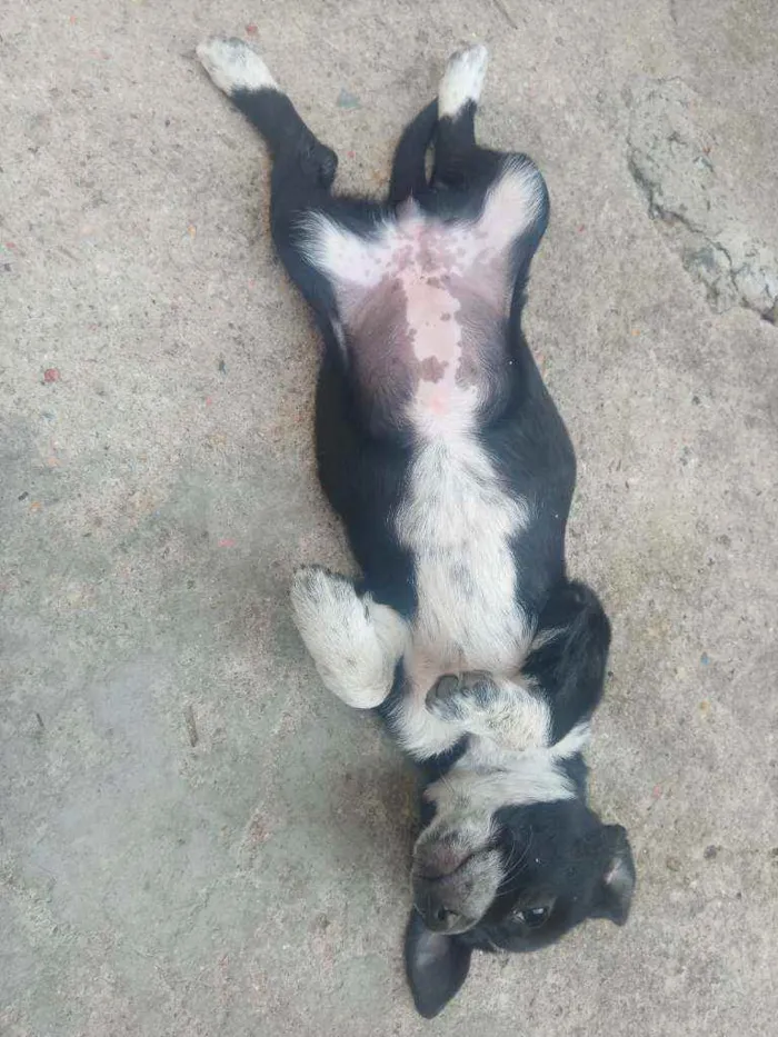 Cachorro ra a Salsisha idade 2 a 6 meses nome Branca