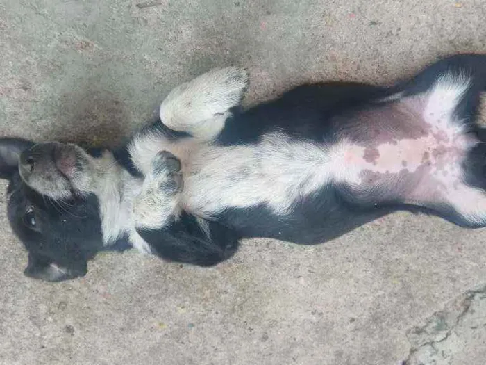 Cachorro ra a Salsisha idade 2 a 6 meses nome Branca