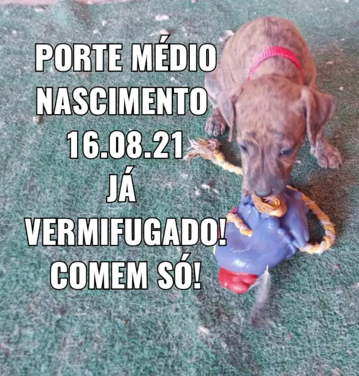 Cachorro ra a SDR idade Abaixo de 2 meses nome Bebês
