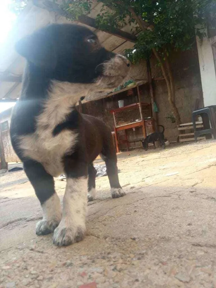 Cachorro ra a Salsisha idade 2 a 6 meses nome Branca