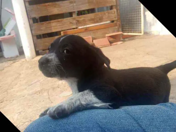 Cachorro ra a Salsisha idade 2 a 6 meses nome Branca